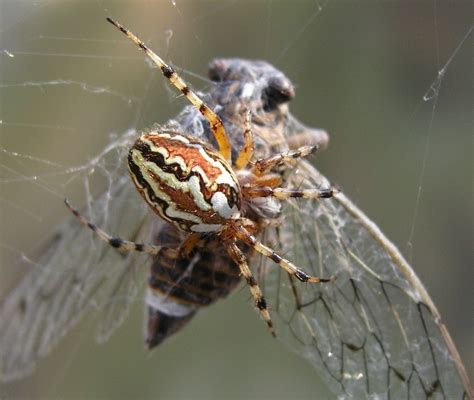 File:Spider eating cicada.jpg - Wikimedia Commons