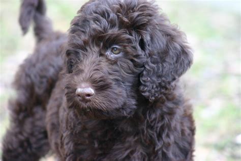 Most Popular Hypoallergenic Dog Breeds | Canna-Pet®