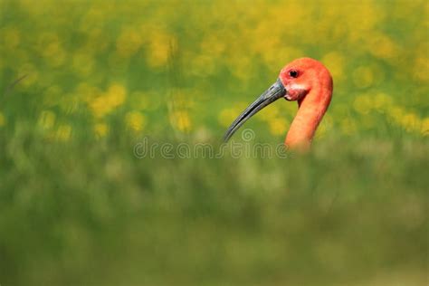 Scarlet ibis stock photo. Image of southe, adult, scarlet - 95004694