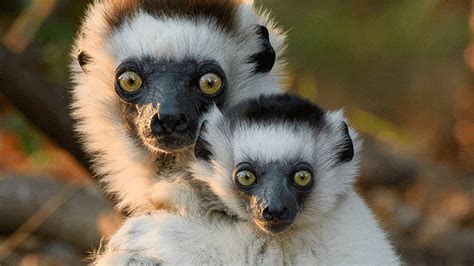 23 Million Years of Evolution Under Threat in Madagascar - Techno Blender