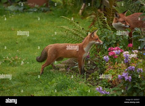 Nature in the UK Stock Photo - Alamy