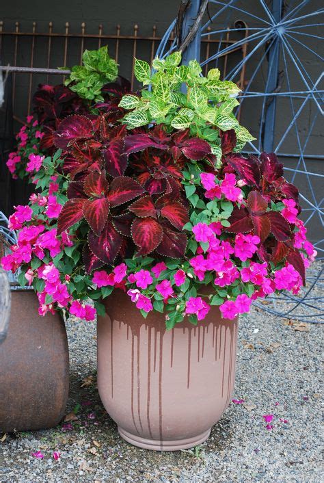 32 best Coleus In Pots images on Pinterest | Backyard ideas, Garden ideas and Landscaping ideas