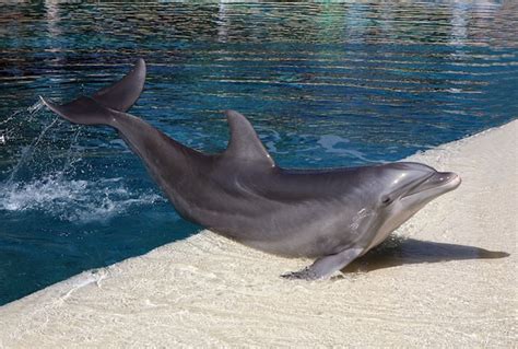 Bottlenose Dolphins in Aquarium - Dolphin Facts and Information