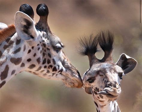 Floofy ossicones💓🦒 • • Credit by @giraffe.appreciation Follow us @The_giraffe_Salva Fun Facts ...