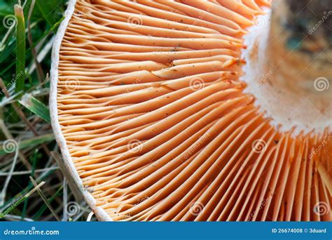 Lactarius deliciosus stock photo. Image of growth, fungus - 26674008