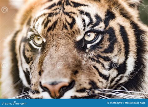 Close Up Tiger Eyes Stock Photos - Download 1,589 Royalty Free Photos