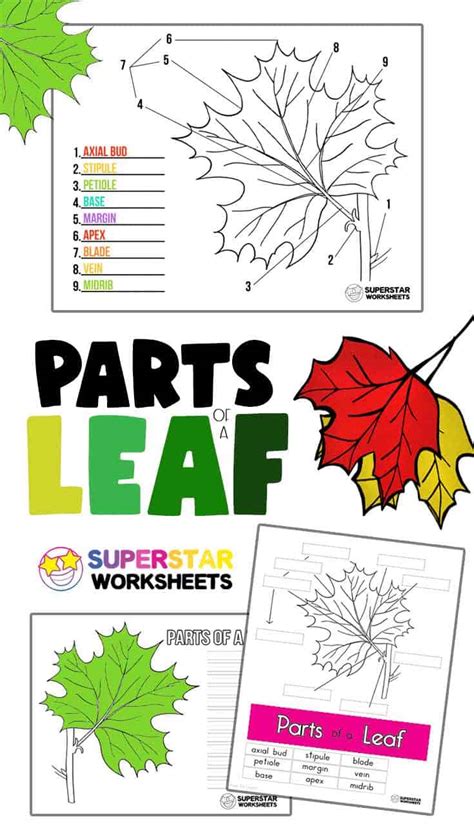 Parts Of Leaf Worksheet