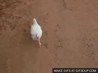 Chicken GIF - Find & Share on GIPHY