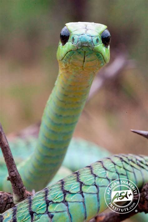 Boomslang - African Snakebite Institute