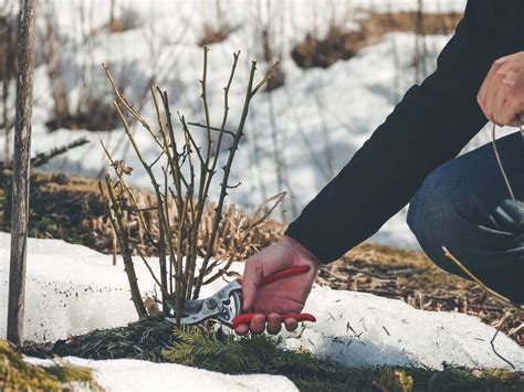 Winter Landscape Clean Up - Apple Valley Eco Landscapes