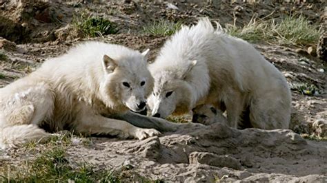 Nature - Wolf Pup Nursed by Two Mothers - Twin Cities PBS