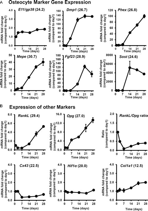 Timecourse of expression of osteocyte markers by OmGFP66 cells. qPCR... | Download Scientific ...