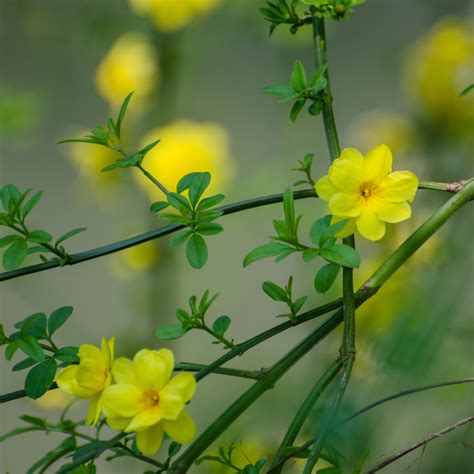 Winter Jasmine Plants For Sale Online | Nudiflorum (Fragrant) – Easy To Grow Bulbs