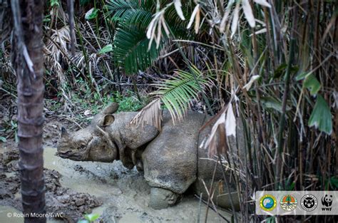 Two New Javan Rhinos Increase Population | News | Save the Rhino