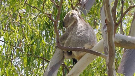 Koala habitat destroyed in Redlands after 100-year-old gumtrees ...