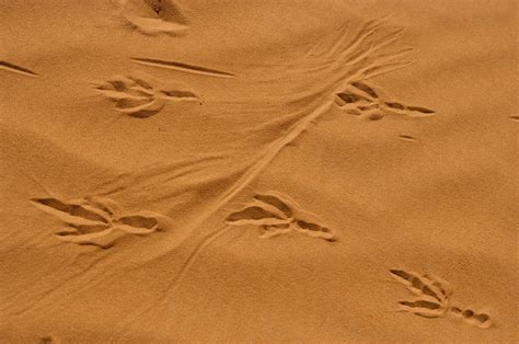 Roadrunner Tracks In The Sand Photograph by Michael Melford