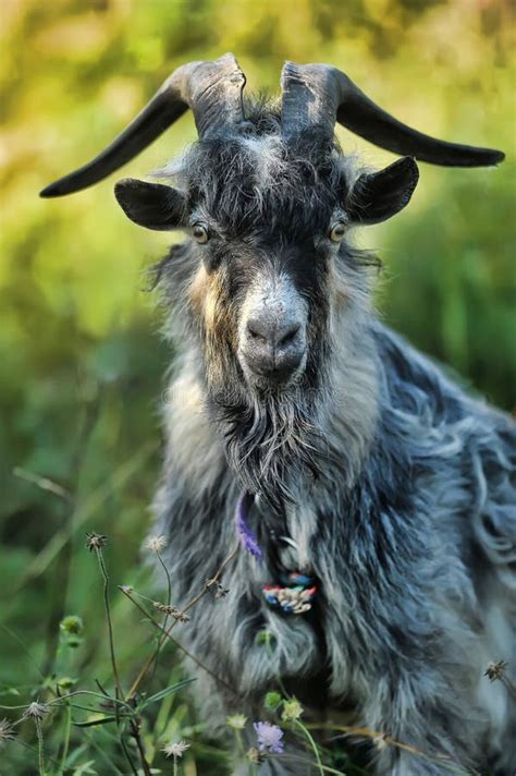 3,737 Gray Goat Stock Photos - Free & Royalty-Free Stock Photos from ...