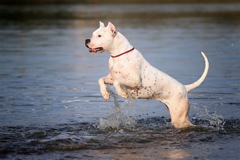 What Is A Dogo Argentino And How To Take Good Care Of It?