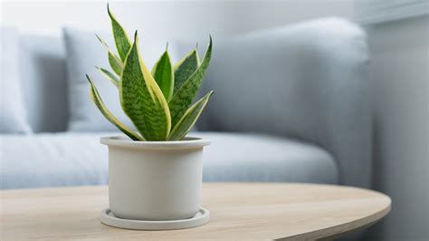 10 Plants To Make Your Desk More Decorative