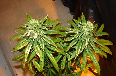 Curling, yellowing and dieing leaves? - Cannabis Cultivation - Growery Message Board
