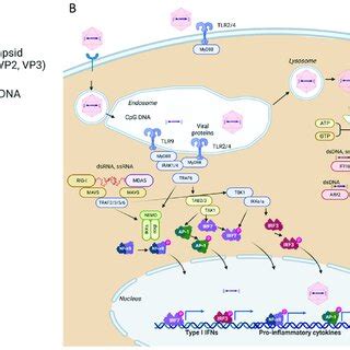 Schematic representation of an adeno-associated virus vector particles... | Download Scientific ...