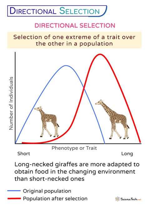 Directional Selection – Definition, Examples, and Graph