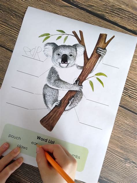 Koala Anatomy Pack Homeschool Printable Nature Study - Etsy UK