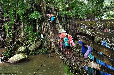 The Amazing Indonesian Tree Root Bridge | The Common Constitutionalist – Let The Truth Be Known