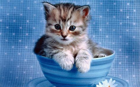 🔥 [43+] HD Wallpapers of Cute Things | WallpaperSafari