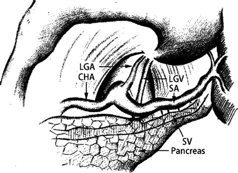 Schematic drawing of the LGV running across the dorsal side of the ...