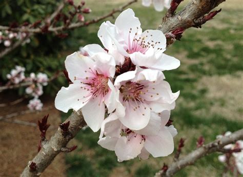 Peach blossom. | Peach blossoms, Fruit trees, Blossom