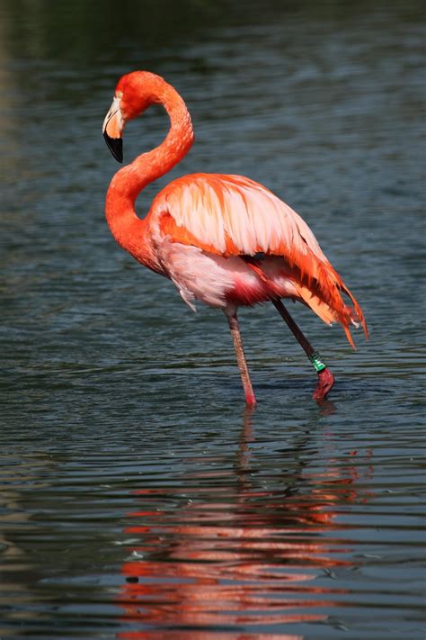 Picture of a beautiful flamingo - About Wild Animals