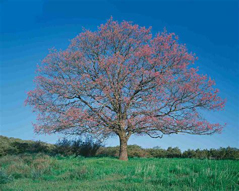 Major Common Oak Species of North America