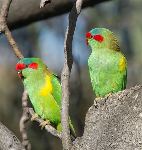 Parrot Encyclopedia | Musk Lorikeet | World Parrot Trust