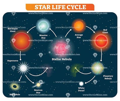 Star life cycle stages vector illustration diagram | Star life cycle, Life cycles, Life cycle stages