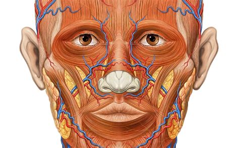 Photos | Anatomie de la tête en 10 illustrations