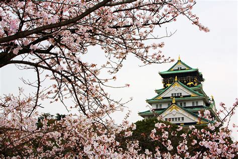 Osaka Castle With Cherry Blossoms by John Banagan