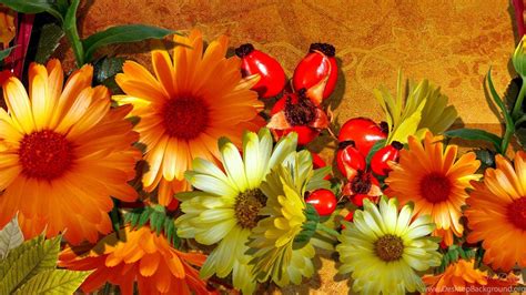 Fall Flowers Desktop Wallpapers - Top Free Fall Flowers Desktop Backgrounds - WallpaperAccess