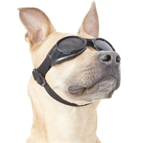 Doggles Originalz Dog Goggles, Black, Medium - Chewy.com