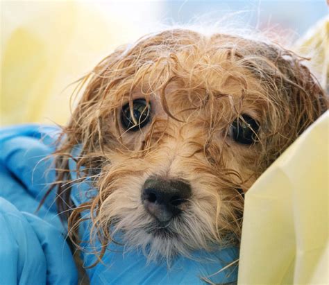 BC SPCA rescues 45 Havanese dogs on Vancouver Island - BC SPCA