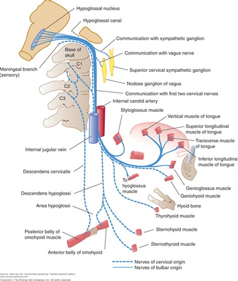 Cranial Nerves and Pathways | Neupsy Key