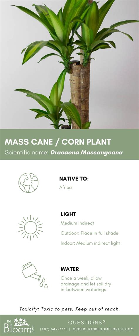 Check out our step-by-step guide on how to care for your Mass Cane/Corn Plant! These popular ...