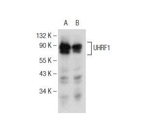 Anti-UHRF1 Antibody (H-8) | SCBT - Santa Cruz Biotechnology