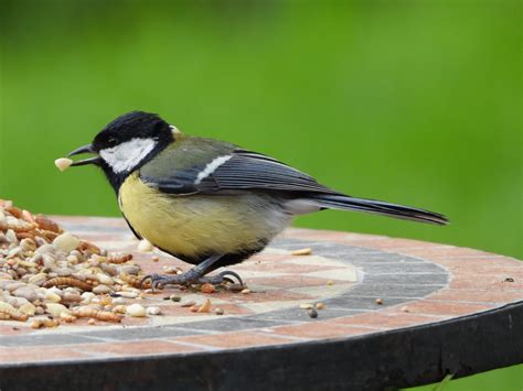 What Seeds Can Birds Eat | Storables