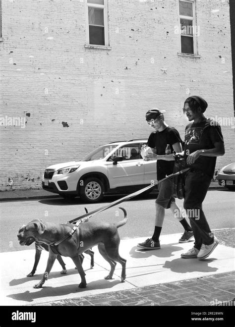 African american man walking his dog Black and White Stock Photos ...