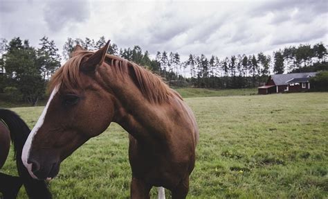 5 Swedish Horse Breeds (with Pictures) | Pet Keen