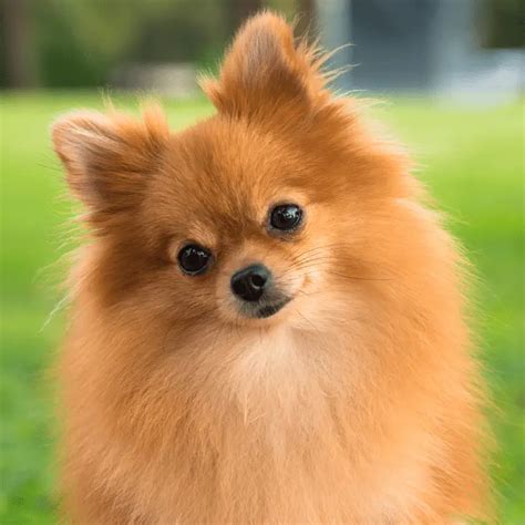 LEARN - History of the Pomeranian dog breed - Dog Friendly Scene