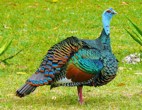 Ocellated Turkey Facts, Range, Habitat, Diet, Calls, Pictures