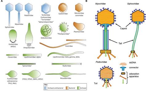 Bacteriophages: Their Structural Organisation and Function | IntechOpen