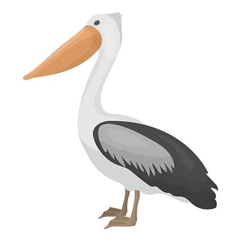 Pelican Illustrations, Royalty-Free Vector Graphics & Clip Art - iStock